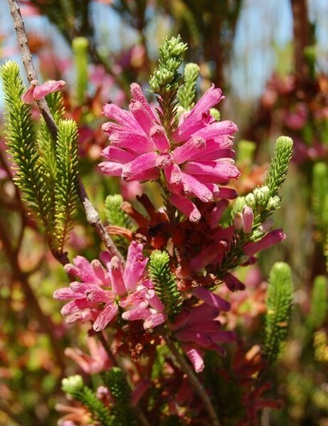 Erica verticillata is completely endemic to Cape Flats Sand Fynbos. However, it is now classed as extinct in the wild.