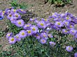 Erigeron speciosus 01.jpg 