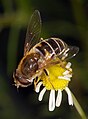 Eristalis (Syrphidae), una mosca que imita a una abella.
