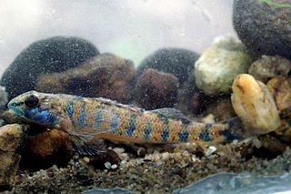 Speckled darter