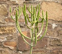 Euphorbia cedrorum