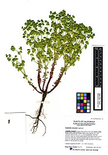 Euphorbia crenulata @ 21273 (7677753188) .jpg
