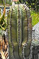 Euphorbia polygona