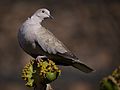 Eurasian Collared Dove (Streptopelia decaoto), Guatiza, Lanzarote (5357071300).jpg