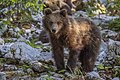 * Nomination Eurasian brown bear (Ursus arctos arctos) cub --Charlesjsharp 08:42, 11 July 2022 (UTC) * Promotion  Support Good quality. --Uoaei1 09:34, 11 July 2022 (UTC)