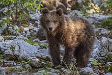 Cub, 14 months old. Eurasian brown bear (Ursus arctos arctos) cub 14 months.jpg