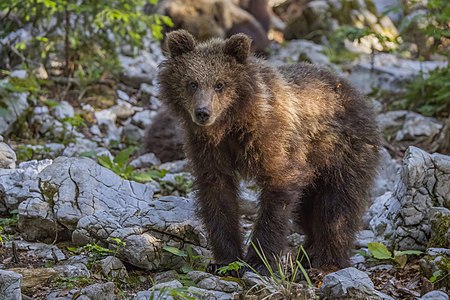 Eurasian brown bear (Ursus arctos arctos) cub 14 months