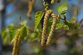 Bouleau (Betula pendula)