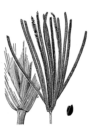 <i>Eustachys glauca</i> Species of flowering plant