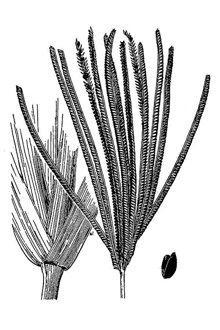 Eustachys glauca