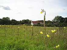 View over scrubland to Red Lodge Inn Evening Primrose in the Afternoon - geograph.org.uk - 62863.jpg