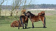 Thumbnail for File:Exmoor pony's in het wild, krabben elkaars rug.jpg