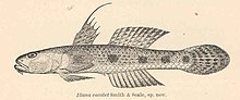 Miniatura para Glossogobius bicirrhosus