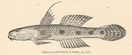 Glossogobius bicirrhosus