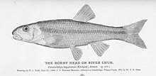 FMIB 51129 Horny Head oder River Chub.jpeg