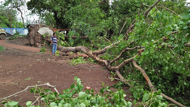 File:Fallen Bodhi Tree - 2018-04-17 Norwester Aftermath - Padmapukur Water Treatment Plant Road - Howrah 20180418081225.jpg