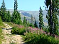 Čeština: Horský masiv Farcău v Maramurešských horách nápověda English: Farcău mountain massif/complex in Maramureş Mountains, Maramureş County, Romania help