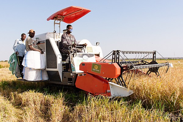 Rice harvest in Igunga, Tabora, Tanzania