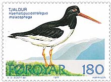 Faroe stamp 023 oyster catcher.jpg