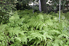 Ferns at the Royal Melbourne Botanical Gardens Ferns at melb botanical gardens.jpg