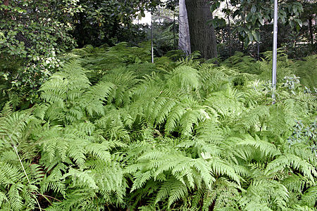 ไฟล์:Ferns at melb botanical gardens.jpg