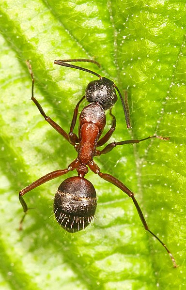 File:Ferruginous Carpenter Ant - Camponotus chromaiodes, Merrimac Farm Wildlife Management Area, Aden, Virginia.jpg