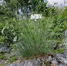 Festuca scoparia var serpentina ÖBG 2012-05-13 01.jpg