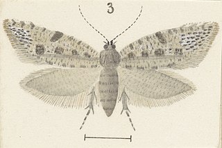 <i>Orthenches saleuta</i> Species of moth endemic to New Zealand