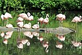 Flamingos Sunbathing at the Bronx Zoo in New York City