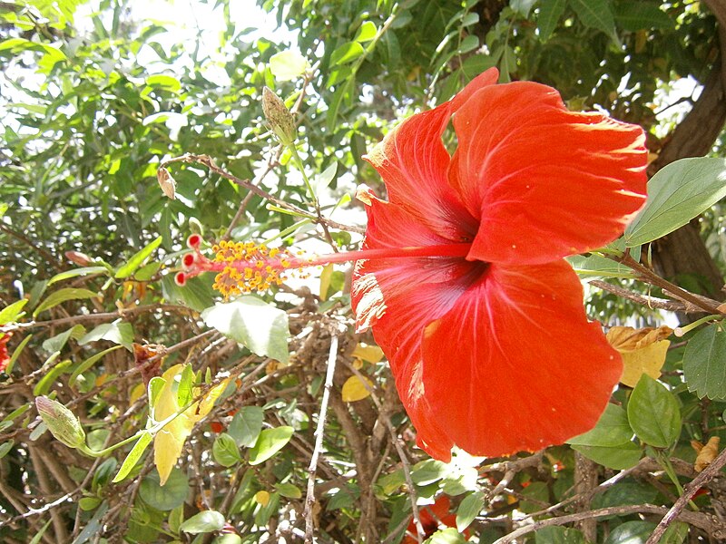 File:Fleur Plante Hibiscus Rose de Chine Jardin.jpg