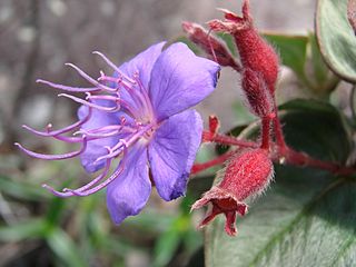 Flickr - Joao de Deus Medeiros - Tibouchina pereirae (2).jpg