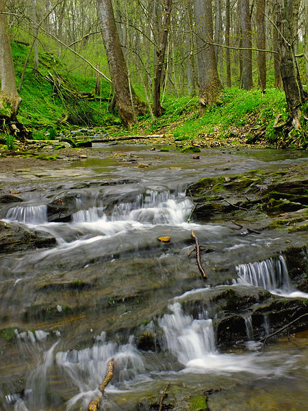 File:Flickr - Nicholas T - Shenks Ferry Wildflower Preserve (6).jpg