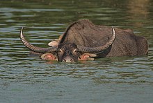 Flickr - Rainbirder - Bull Water Buffalo.jpg