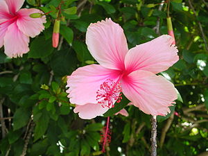 A pink hibiscus from Australia.