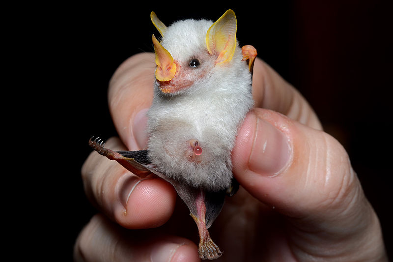 File:Flickr - ggallice - Honduran tent bat.jpg