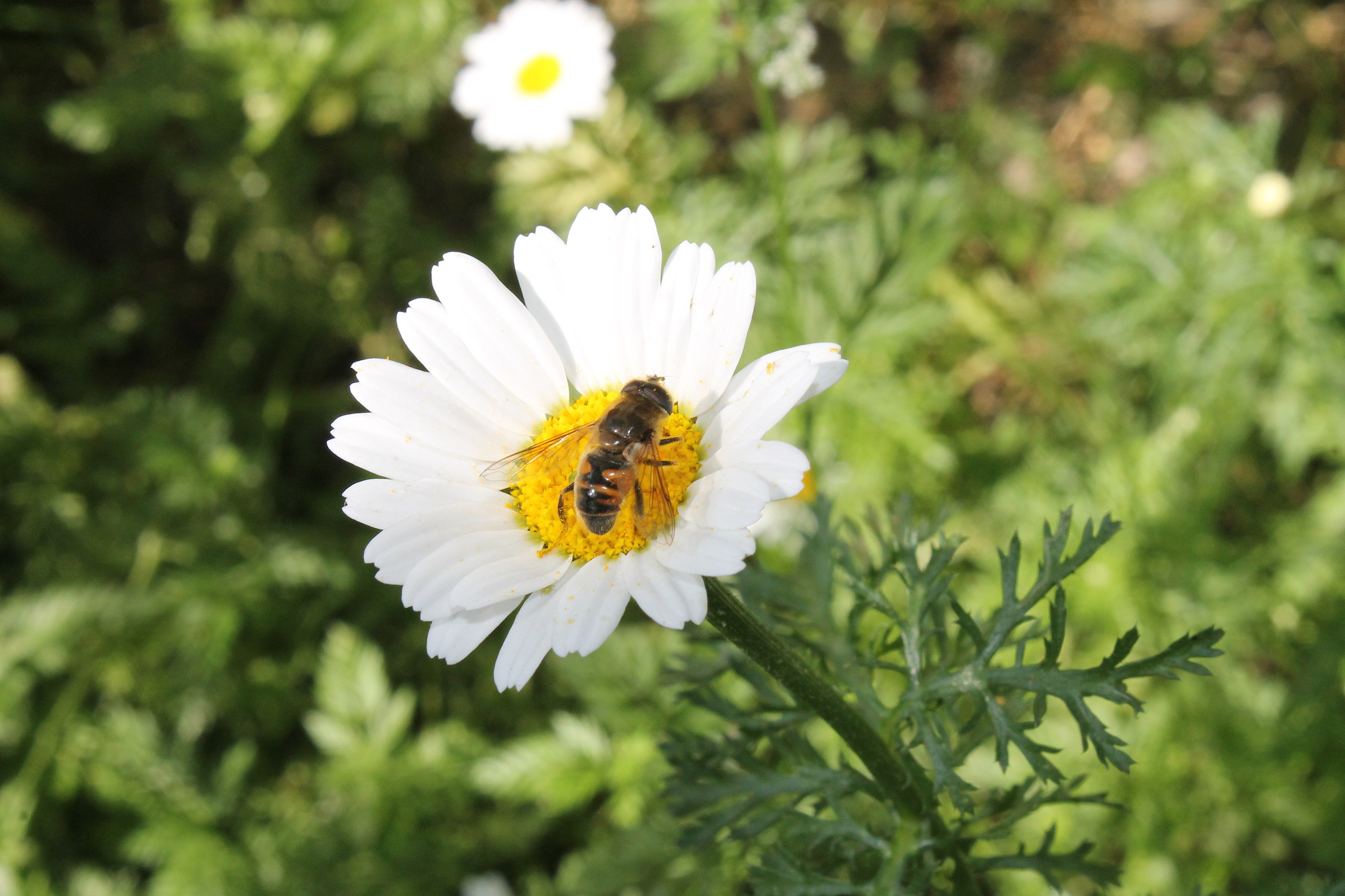 Flower and bee © Reshaiq Bayramli
