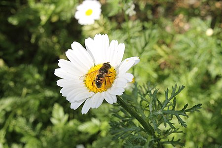 Flower and bee © Reshaiq Bayramli