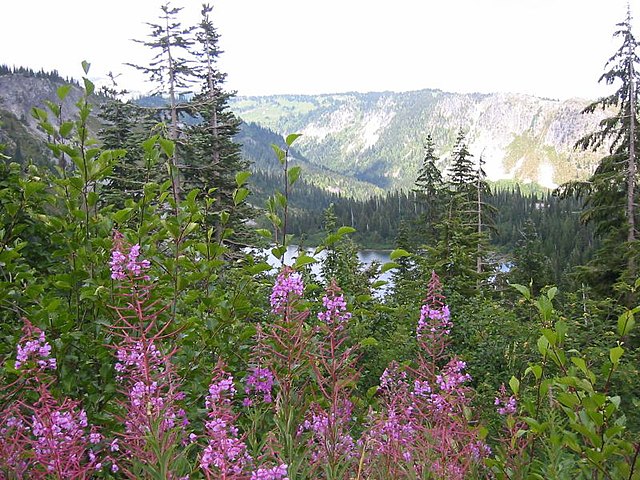 File:Flowers_Near_Mt_Rainier.jpg