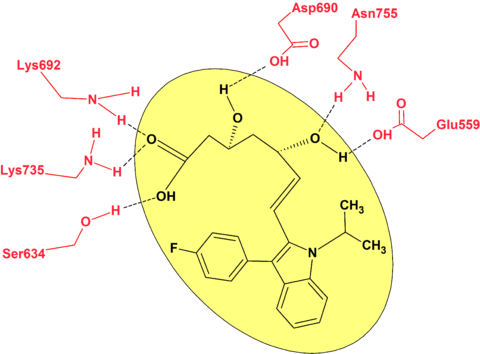 Fluvastatin bounded to HMG-CoA reductase.png