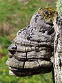 2483 2023-05-08 14:12 Stenmurslandskapet, Väsmestorps naturreservat, Väsmestorp, Sörby sn, Falköpings kn, Västergötland.