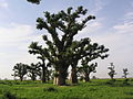 Baobabai Senegale.