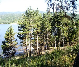 Forest in Bulgaria near Dundukovo dam.jpg