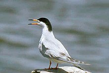 Forster's tern Forster Tern.jpg