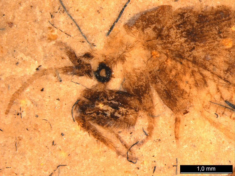 File:Fossil lacewing2.jpg