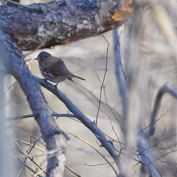 File:Fox sparrow patuxent research refuge north tract 3.16.24 DSC 9149-topaz-denoiseraw.jpg