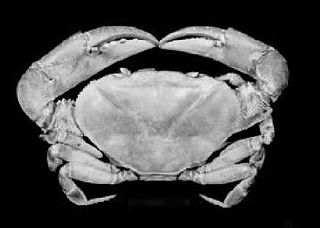 <i>Fredius</i> Genus of crabs