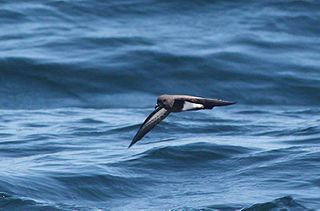 <span class="mw-page-title-main">Black-bellied storm petrel</span> Species of bird