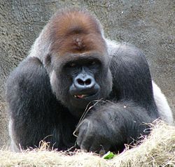 FtWorthZoo Gorilla P1020581v1. jpg