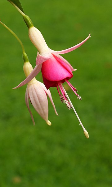 File:Fuchsia 'Triantha' 01.JPG