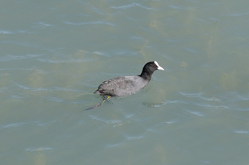 File:Fulica atra - Eurasian Coot - Sakarmeke 19.JPG